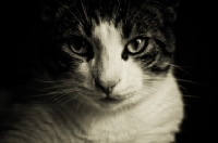 Picture of Tabby and white cat on black background