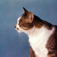 Picture of tabby and white cat profile portrait