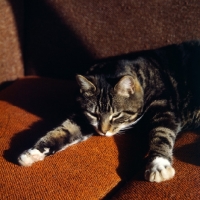 Picture of tabby and white cat stretched out asleep