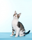 Picture of tabby and white cat