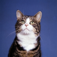 Picture of tabby and white cat