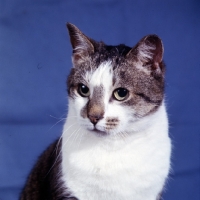 Picture of tabby and white cat