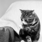 Picture of tabby and white film star cat washing
