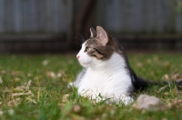 Picture of tabby and white household cat in garden