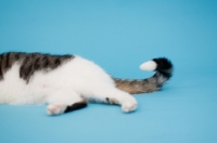 Picture of tabby and white household cat lying on blue background