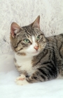Picture of tabby and white household cat