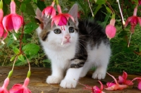 Picture of tabby and white kitten looking at flowers