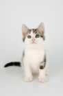 Picture of tabby and white kitten looking up