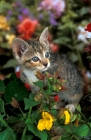 Picture of tabby and white kitten near flowers