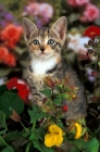 Picture of tabby and white kitten near flowers