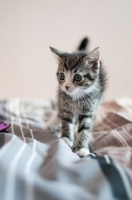 Picture of tabby and white kitten on sheets