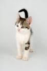 Picture of tabby and white kitten on white background