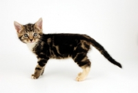 Picture of tabby and white kitten on white background