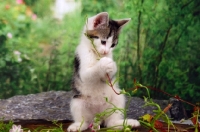 Picture of tabby and white kitten playing with plant