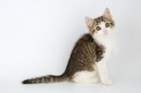 Picture of tabby and white kitten sitting