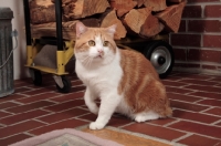 Picture of tabby and white Manx cat at home