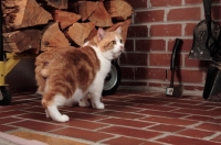 Picture of tabby and white Manx cat, back view