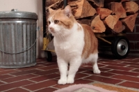 Picture of tabby and white Manx cat, looking away