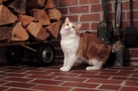 Picture of tabby and white Manx cat, looking up