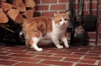 Picture of tabby and white Manx cat on tiled floor