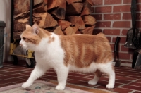 Picture of tabby and white Manx cat, side view