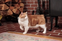 Picture of tabby and white Manx cat walking in lounge