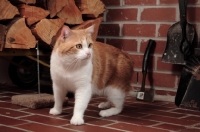 Picture of tabby and white Manx cat