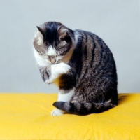 Picture of tabby and white non pedigree cat washing