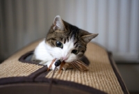 Picture of tabby and white young cat biting feather toy