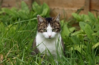 Picture of tabby and white young cat in grass hunting