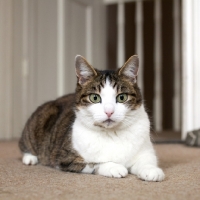 Picture of tabby and white young cat laying on carpet
