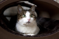 Picture of tabby and white young cat laying in bed