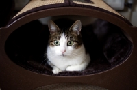 Picture of tabby and white young cat laying in oval bed