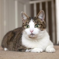 Picture of tabby and white young cat laying on carpet looking surprised
