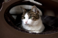 Picture of tabby and white young cat laying in bed