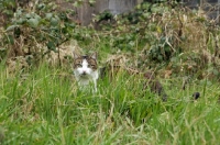 Picture of tabby and white young cat looking through grass