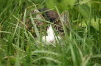 Picture of tabby and white young cat looking through blades of grass hunting and staring