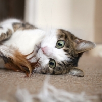 Picture of tabby and white young cat playing with feather toy