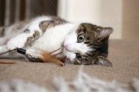 Picture of tabby and white young cat playing with feather toy