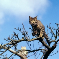 Picture of tabby cat  in a tree meowing