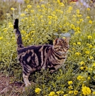 Picture of tabby cat among yellow flowers