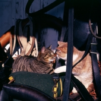 Picture of tabby cat and ginger and white cat in tack room