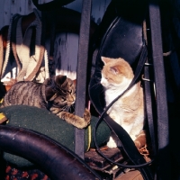 Picture of tabby cat and ginger and white cat in tack room