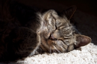 Picture of tabby cat asleep