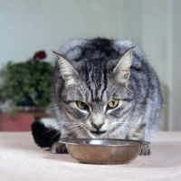 Picture of tabby cat at a feeding bowl, ben