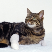 Picture of tabby cat at the vets with bandaged front legs