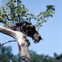 Picture of tabby cat climbing down a tree