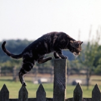 Picture of tabby cat climbing on a fence post