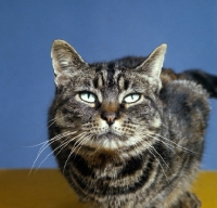 Picture of tabby cat crouching