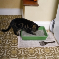 Picture of tabby cat digging in litter tray